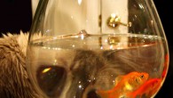 Beauty Tips From The Fishbowl Forget mascara, eye liner, etc. For big wide eyes just stand behind your fishbowl or brandy snifter and peer into it at all times. As Pishi shows us, your eyes...