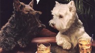 Dogs In Advertising An ad for Black & White Blended Scotch Whisky featuring a Scottie and a Westie, found in the July, 1974, issue of Psychology Today (I shared an article on political...