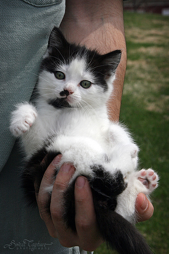kitten-in-hand-photo-by-sweet-capture