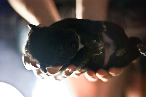 puppy-in-hands-chariot-photo-by-ah3witt