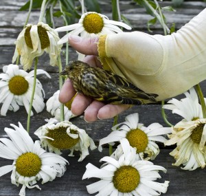 canopics-dead-bird-fingerless-gloves-photo