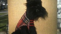 In response to my Gadabout post (about a vintage composition dog), Laura (of Doodle Week) said, “I really like how you know all this stuff about old things and how...